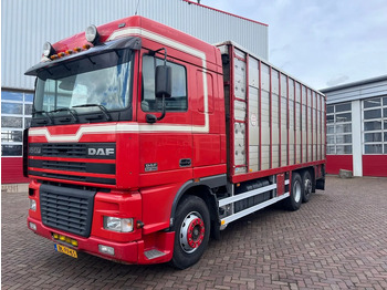 Caminhão transporte de gado DAF XF 95 380